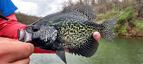 crappie fish|Choosing techniques .